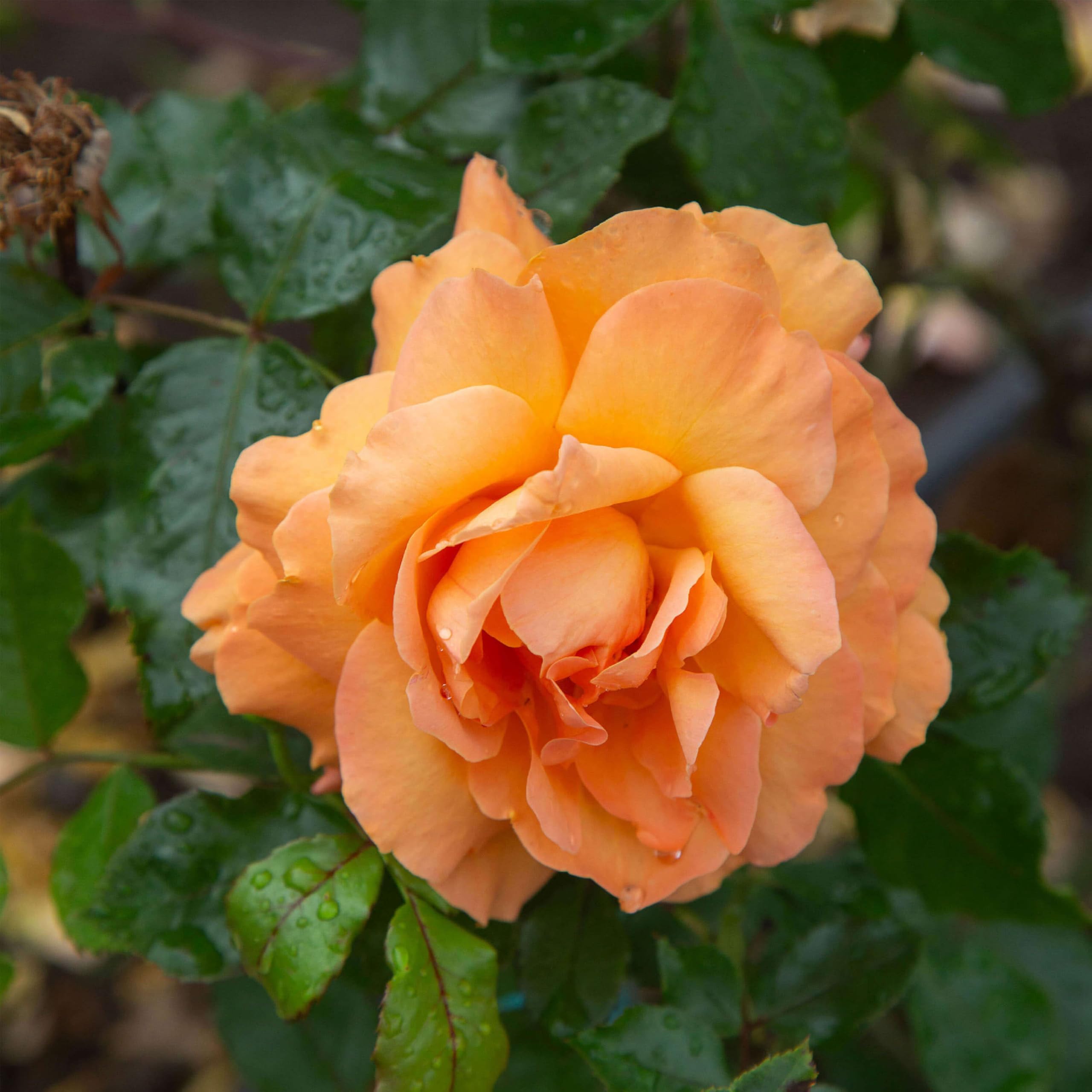 Amazon.com : Heirloom Climbing Roses, Live Own Root Plant for